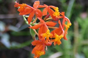 Epidendrum orkide