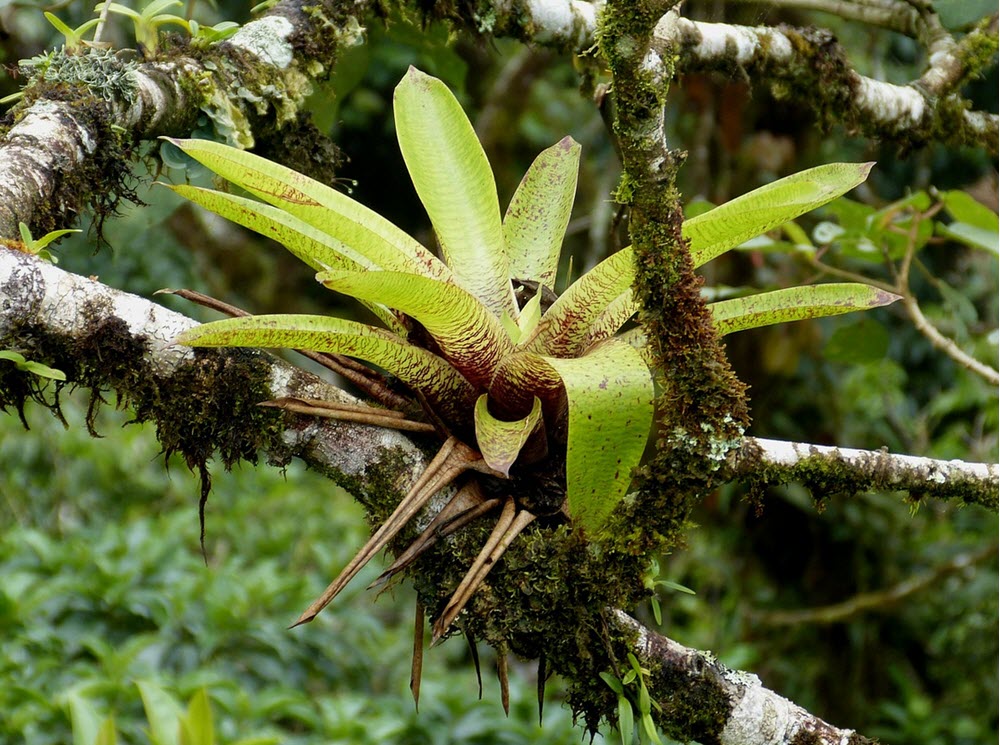 epifytisk bromelia