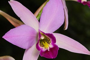 Laelia orkideer