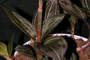 Ludisia orkide