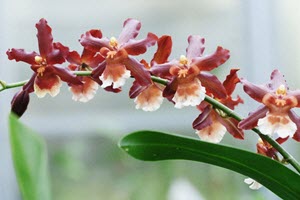 Oncidium orkideer