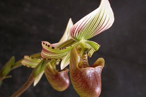 Paphiopedilum orkideer