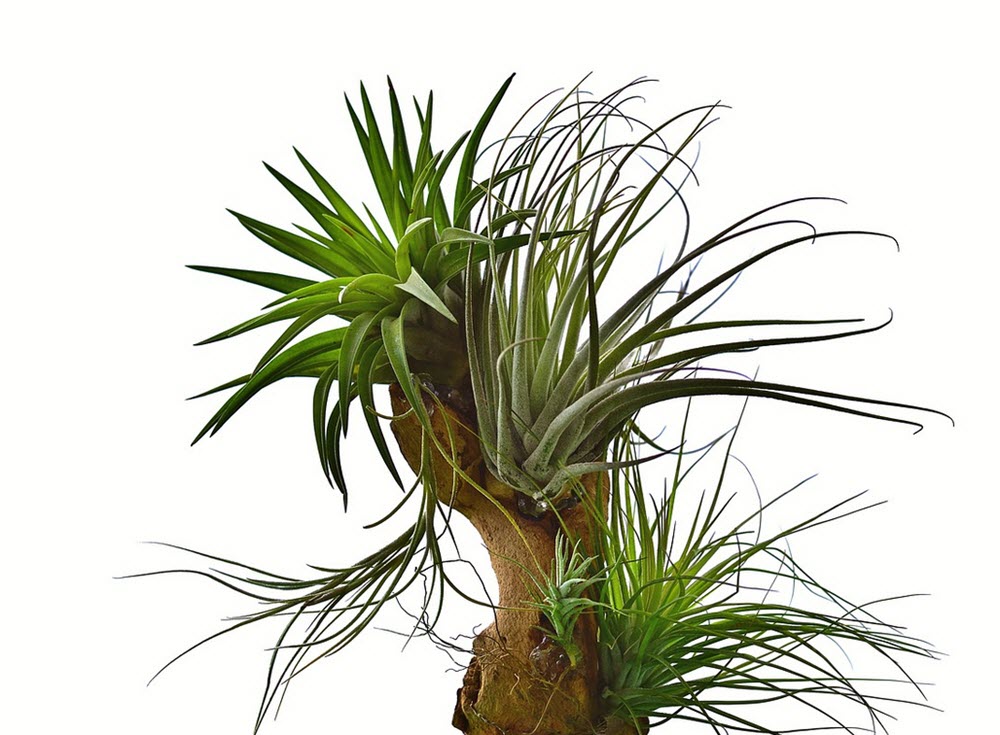 Tillandsia, populära och lättskötta luftväxter