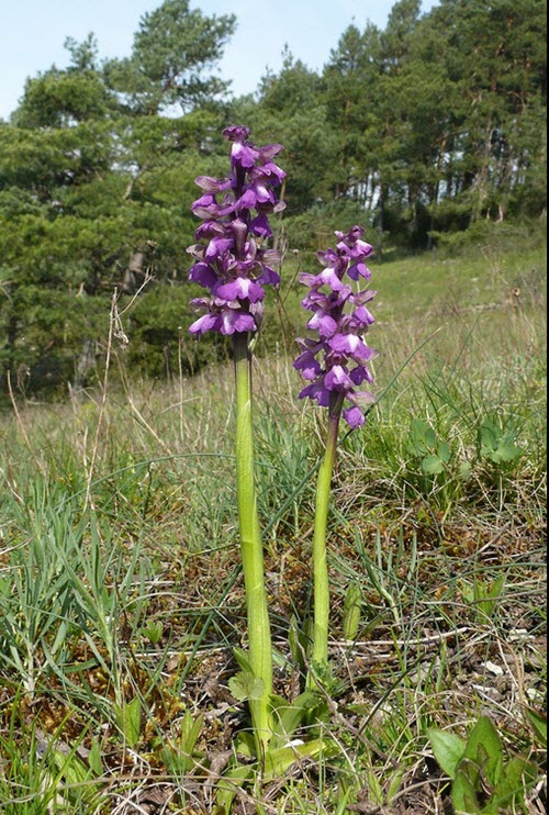 Anacamptis morio
