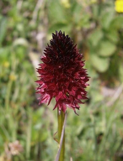 brunkulla blomma